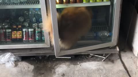 Smart Dog Keeping Cool