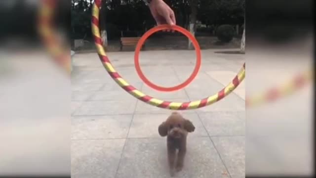 Dog in ring