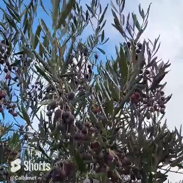 Olives, Bird Sound and the Beautiful Clouds