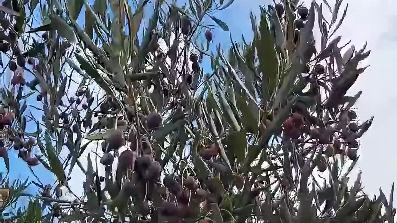 Olives, Bird Sound and the Beautiful Clouds