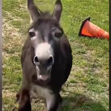 The End Funny Pet 🤣😂😹🐕🐈🇺🇸 #funny #funnyvideos #animals #dog #cat #fyp #pet #foryou #viarl #haha