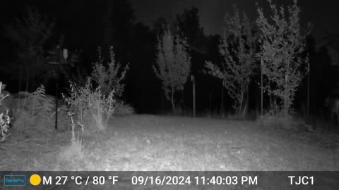 Deer Drinking from Bird Bath