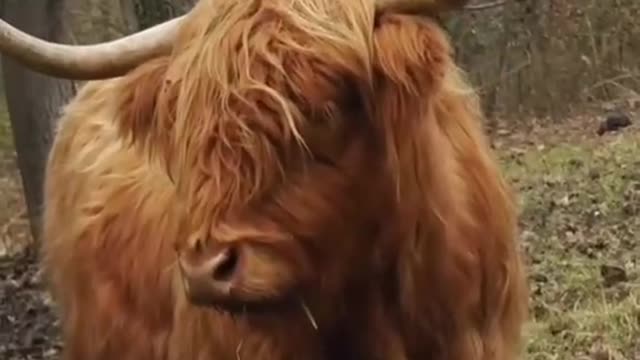 The cow blindfolded its hair