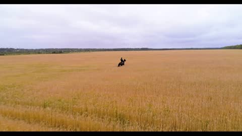 A man is riding a horse between the ears of wheat