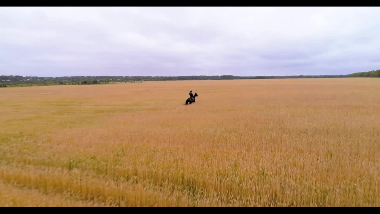 A man is riding a horse between the ears of wheat