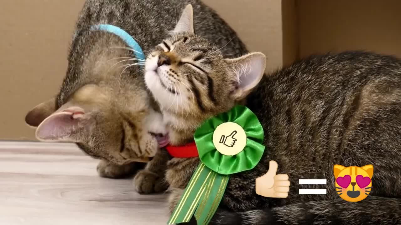 AMAZING CAT MAZE RACE, DON'T MISS UNEXPECTED END