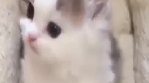 Funny Cat videos 😅😅😅