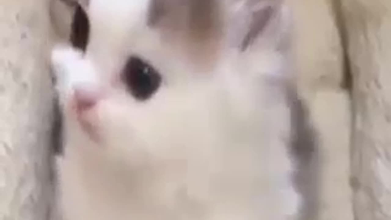 Funny Cat videos 😅😅😅
