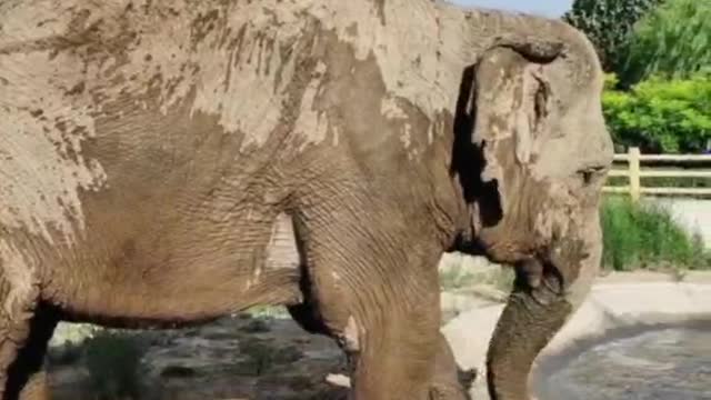 Elephants love to play with mud. Is it comfortable to get mud all over yourself