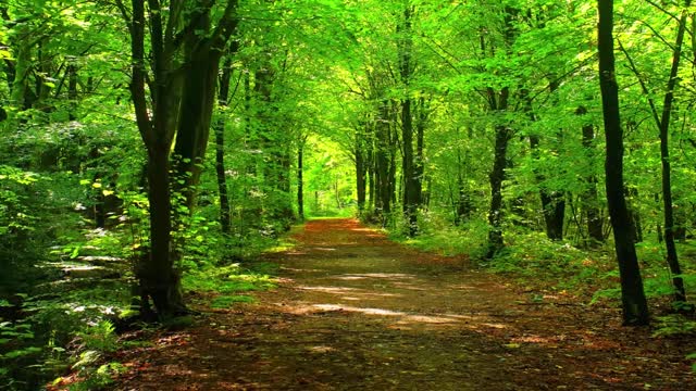 20 Amazing Forest Videos | Forest Views,