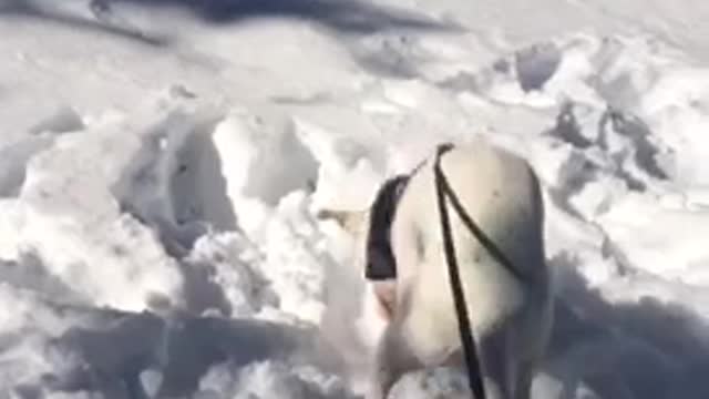 Dog experiencing snow for the first time