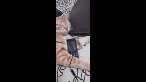 Funny cat play with music