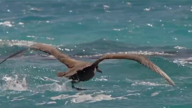 Almost got eaten by a shark