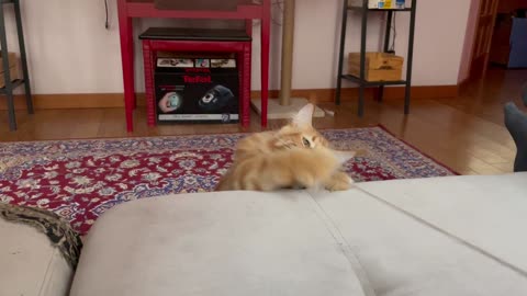 cat playing with string at home video