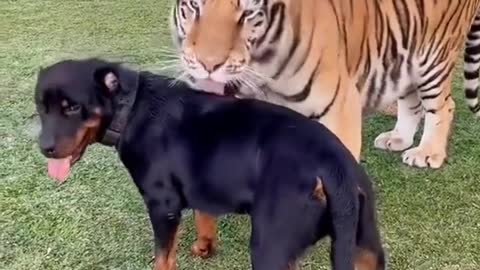 dog-tiger