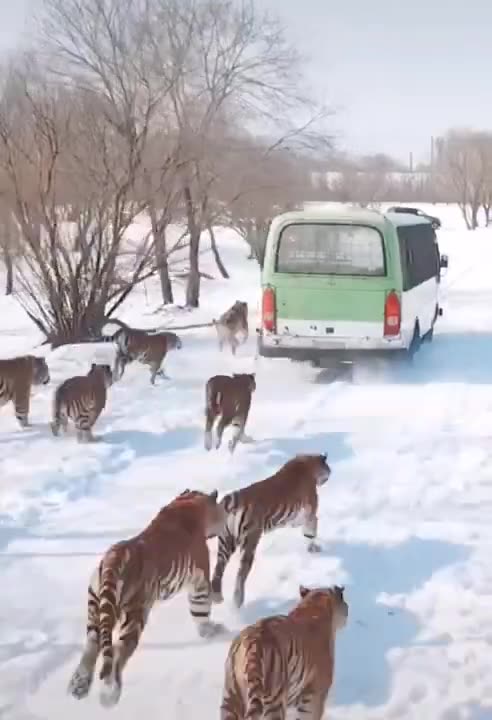 Tiger Running Back Car 2022 #Shorts