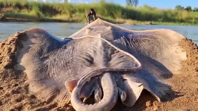 Unbelievable Fish Catching System Popular Fisherman Found & Catch Big 15Kg Stingray #fishing #fish