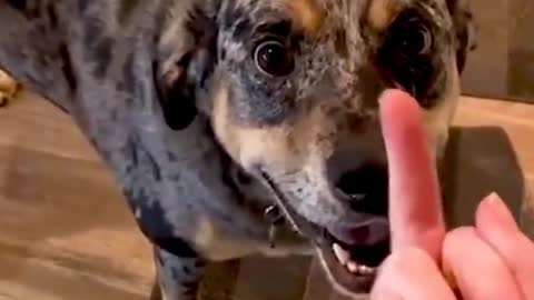 The Funniest Dog Videos