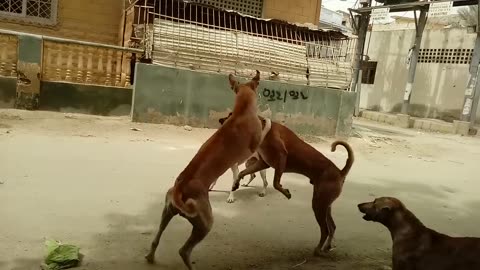 Street dogs fight // #fightdog // #dogfight // #dogs // #catlover