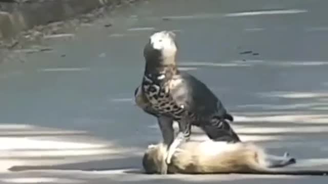look at this eagle power