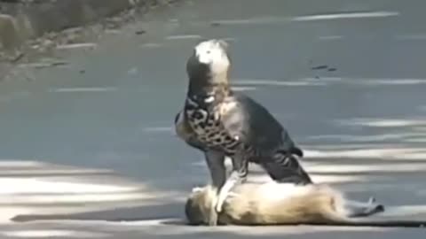 look at this eagle power