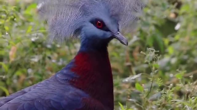 Huangpeng bird doesn't even sleep like other birds.