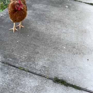 Wakco the crazy pit bull hen