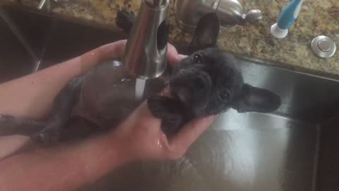 French Bulldog puppy's bath time is beyond precious