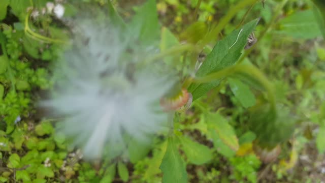 cotton flowers