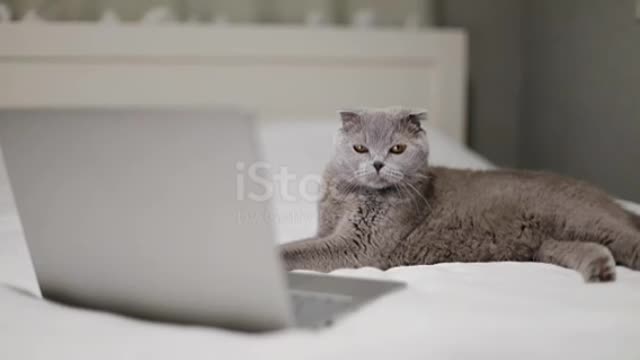 funny cat is usin laptop and checking