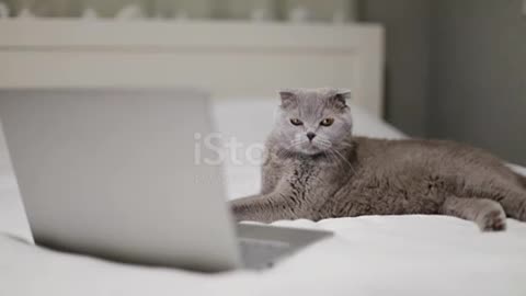 funny cat is usin laptop and checking