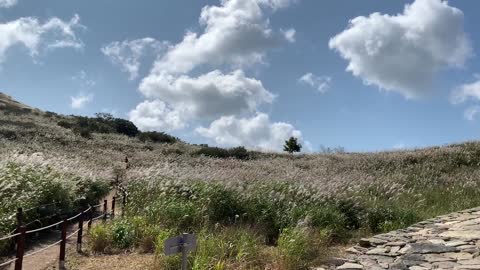 very Wonderful silver grass field