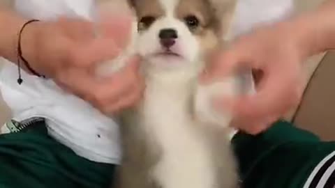 make cute doggie