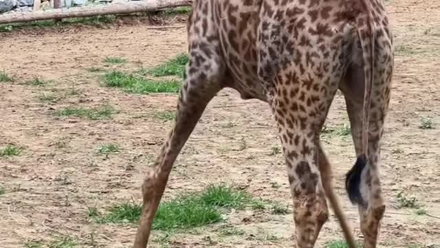 The giraffe