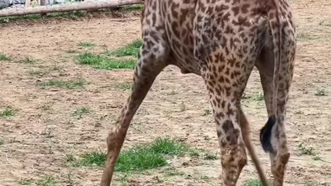 The giraffe