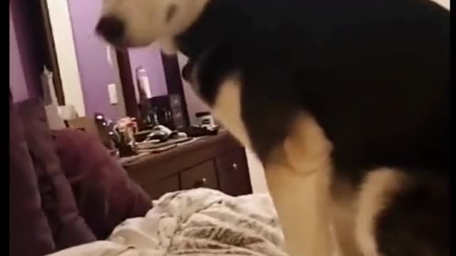 He forgot had a tail . Very funny. Much watch