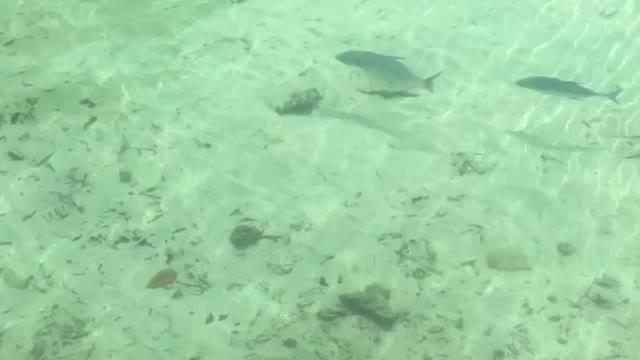 Group of Trevally Near Beach Maldives