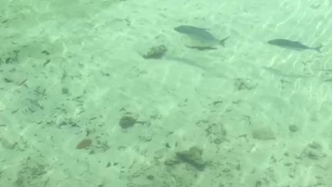 Group of Trevally Near Beach Maldives