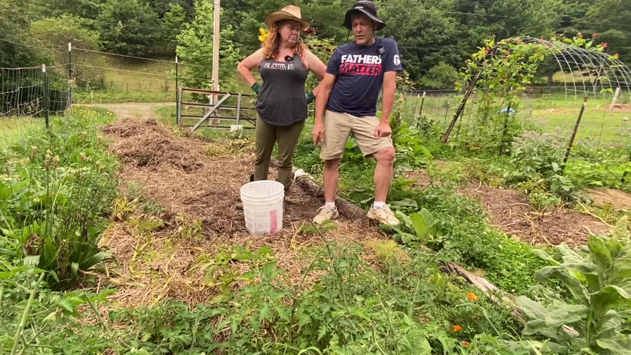 Growing Potatoes in Straw. Did It Work This Year?