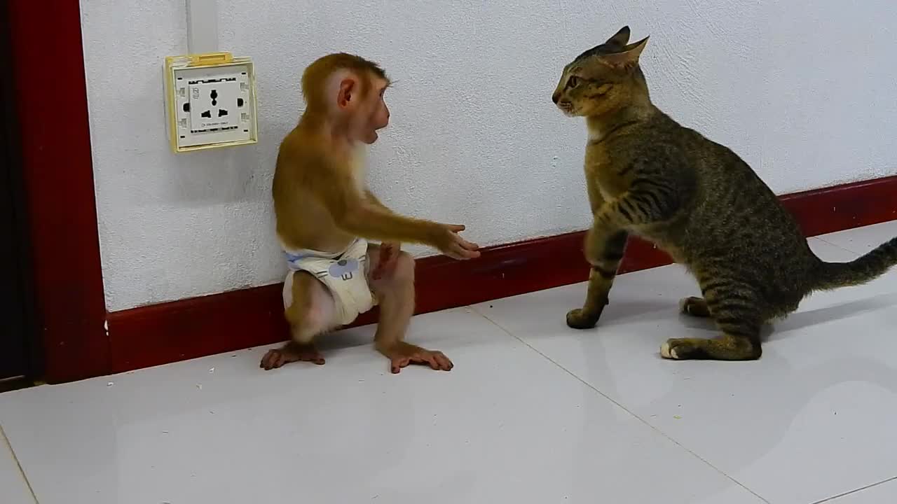 charming baby monkey fight with the cat too much funny