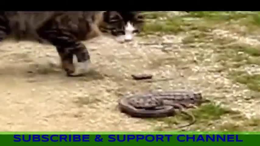 Funny cat || Fighting with || snake || compilation || video || 2017