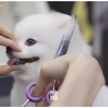 Cute dog #WhatsApp status