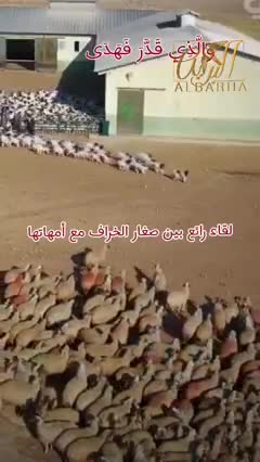 The meeting of young sheep with their mothers