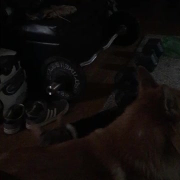 2 Loafs and Speedy Gonzales