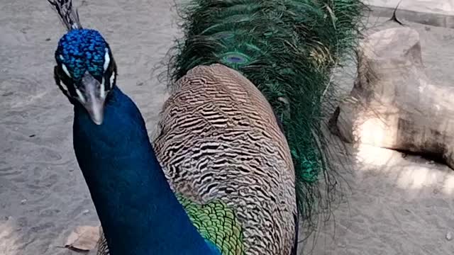 Big Peacock Video By Kingdom Of Awais