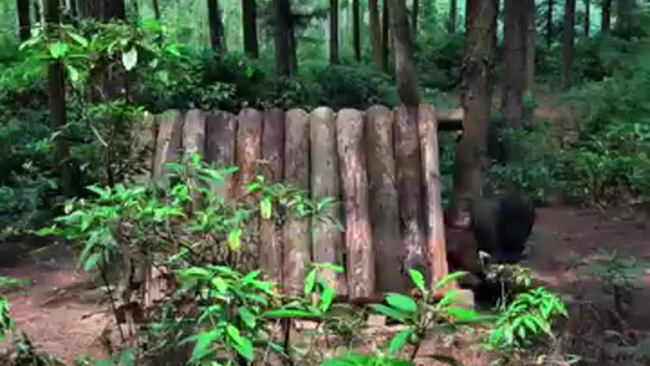 Guy builts a log sheds in woods