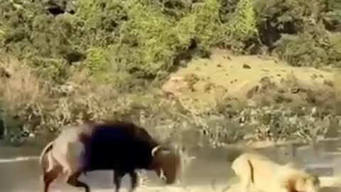 Crazy epic animal fights