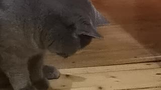 Curious Cat Attempts To Play With His Shadow