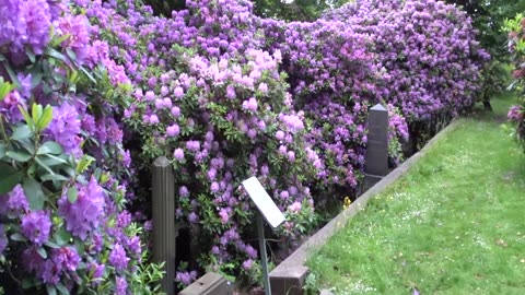 Gamla kyrkogården i Helsingborg 12 Juni 2017