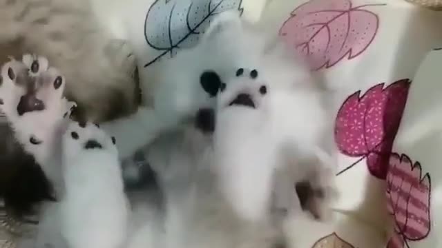 Cat so cute 😄😄😄😄cat funny video